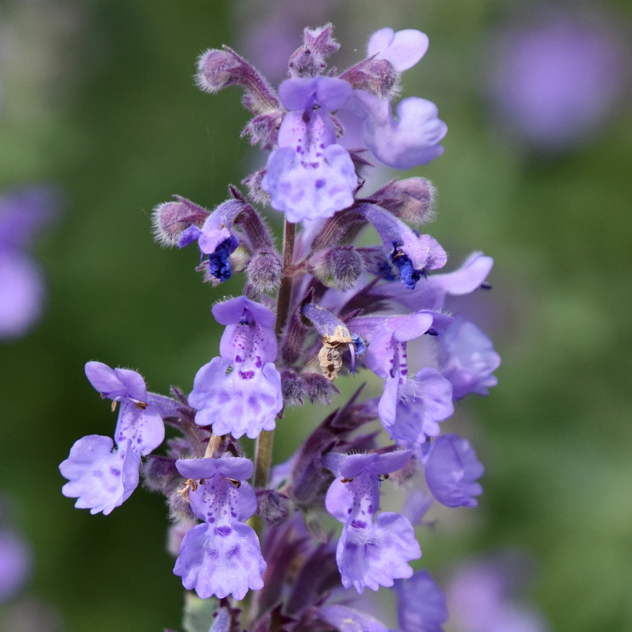 Catnip plant in de bloei