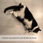 Relaxerende kat rollend in catnip kattenkruid