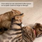 Spelende katten rollend in kattenkruid