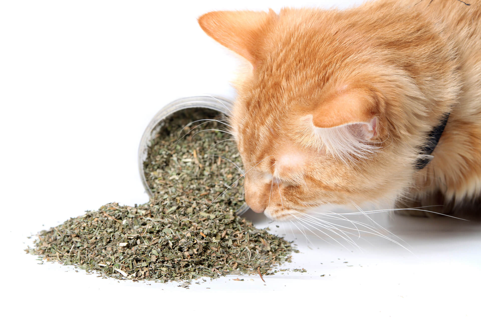 Wat is Catnip (kattenkruid)?